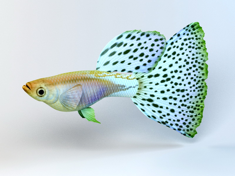 Japanese Guppy Blue Grass Tail 3d rendering