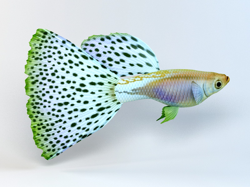 Japanese Guppy Blue Grass Tail 3d rendering