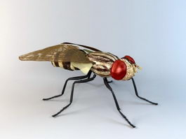 Anthomyiid Fly 3d model preview