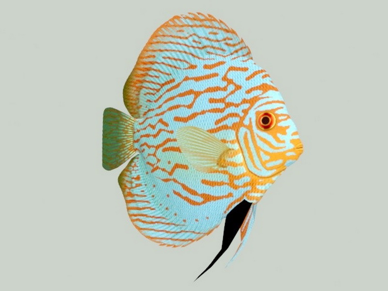 Discus Fish 3d rendering