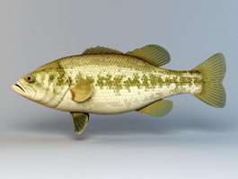 Freshwater Black Bass 3d model preview