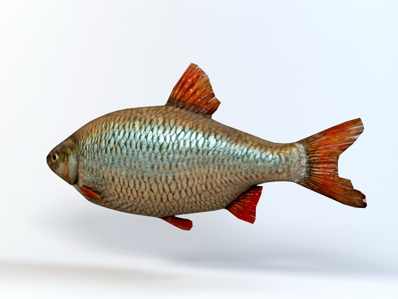 Rudd Fish 3d rendering