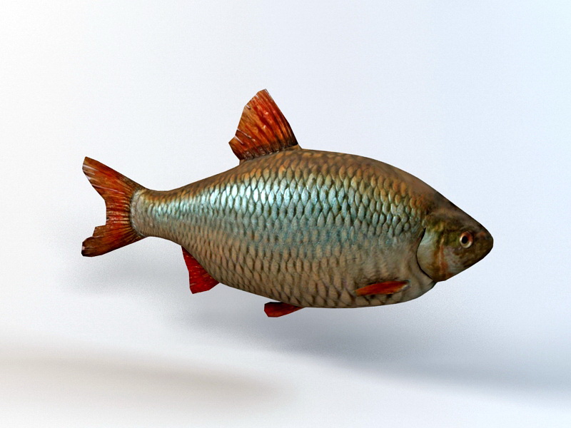 Rudd Fish 3d rendering