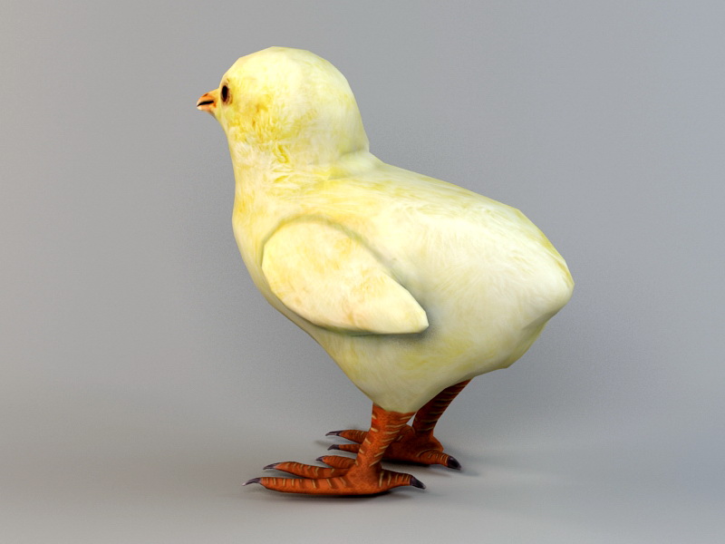 Baby Chick 3d rendering