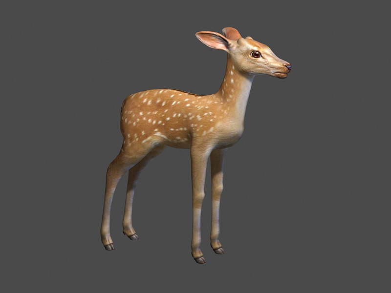 Fawn Deer 3d rendering