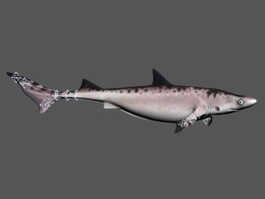 Cat Shark Rig 3d model preview