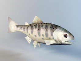 Trout Fish Rig 3d model preview