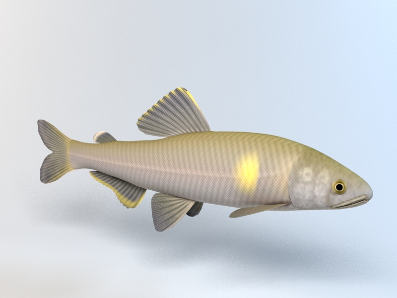 Ayu Fish 3d rendering