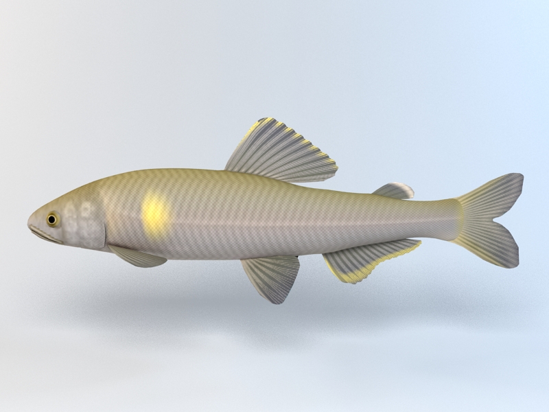 Ayu Fish 3d rendering