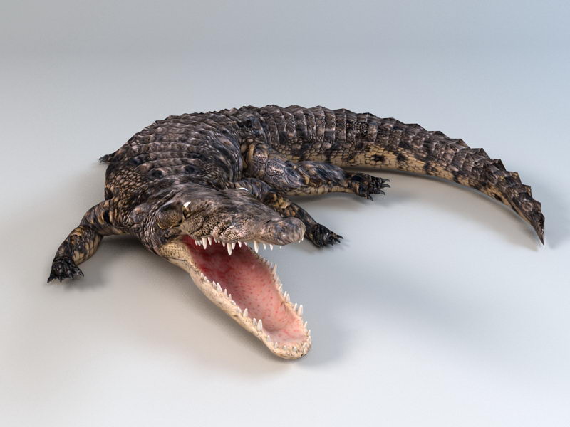 Animated Crocodile Rig 3d rendering