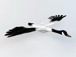 Black-necked Swan 3d model preview