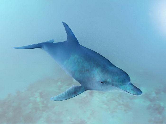 Ocean Dolphin 3d rendering