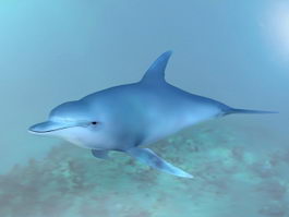 Ocean Dolphin 3d model preview