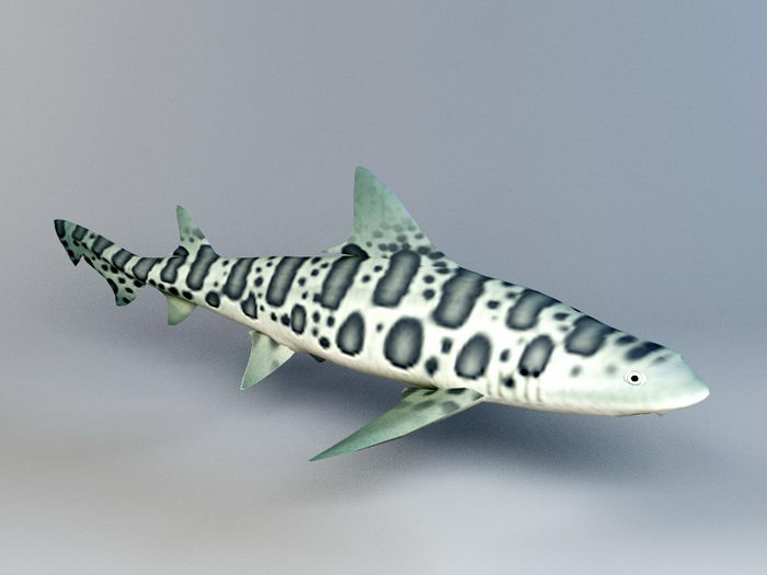 Leopard Shark 3d rendering