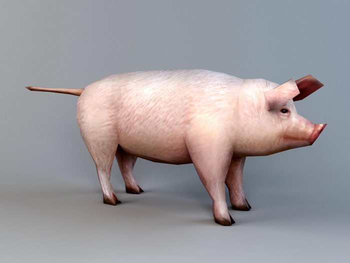 Low Poly Domestic Pig 3d rendering