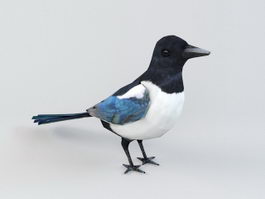 Animated Magpie Rig 3d model preview