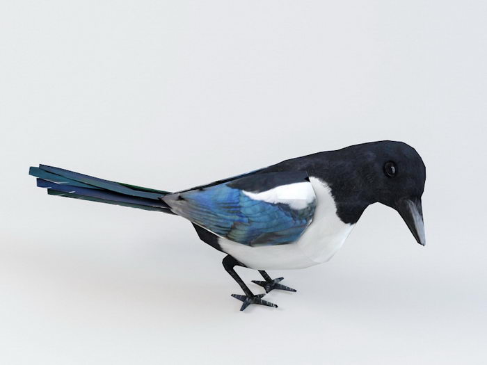 Animated Magpie Rig 3d rendering