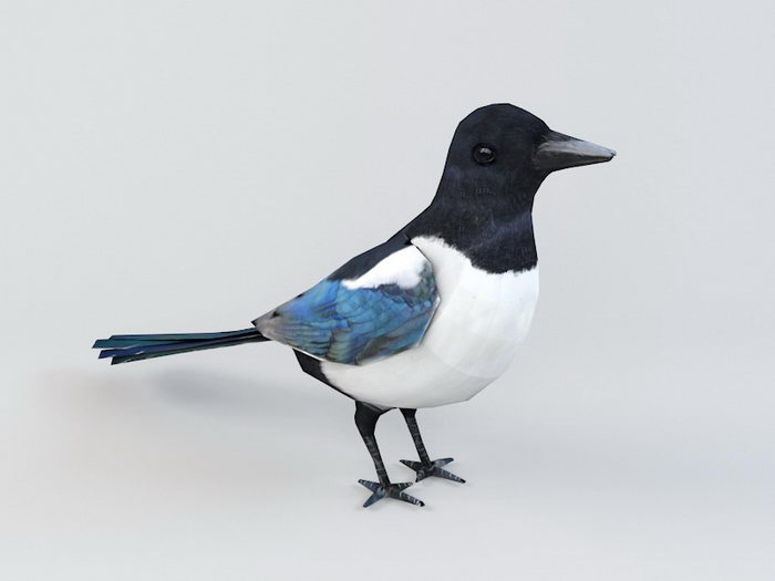 Animated Magpie Rig 3d rendering