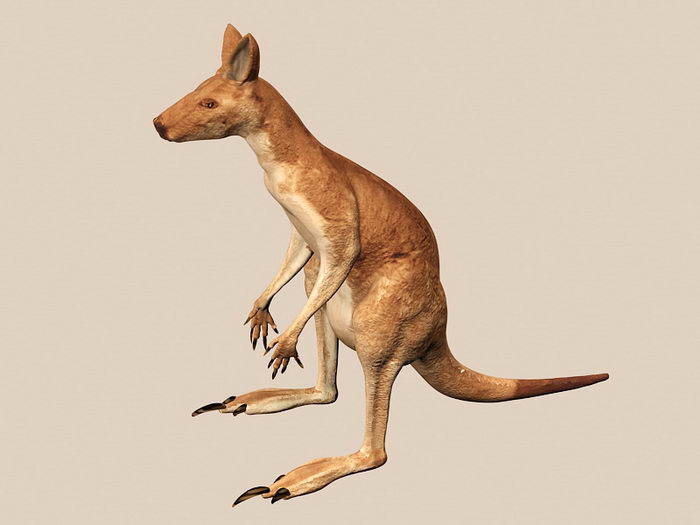Red Kangaroo 3d rendering