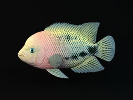 Redhead Cichlid Fish 3d model preview