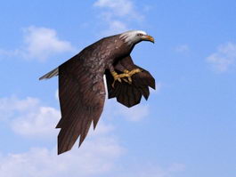 Eagle Gliding Animation 3d model preview