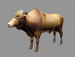 Brahman Cattle 3d preview