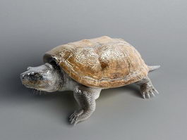 Florida Turtle 3d model preview