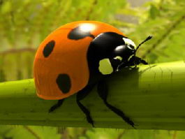Ladybird Beetle 3d preview