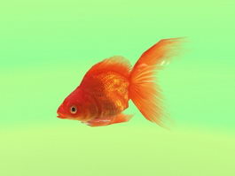 Animated Goldfish 3d model preview