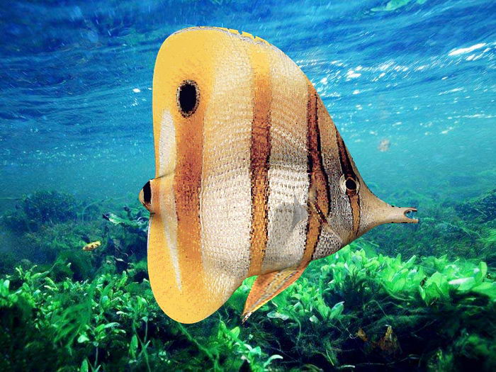 Copperband Butterflyfish 3d rendering