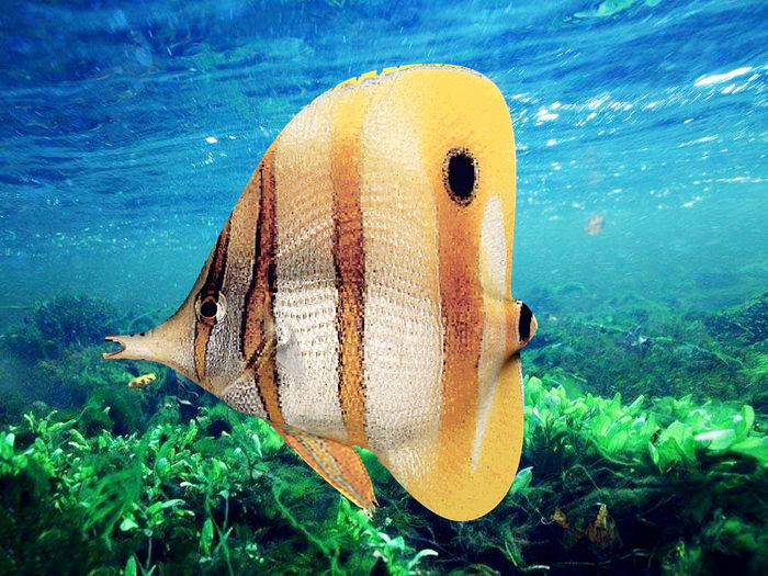 Copperband Butterflyfish 3d rendering
