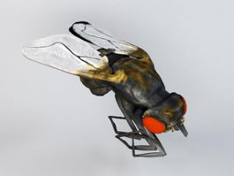 Housefly 3d preview