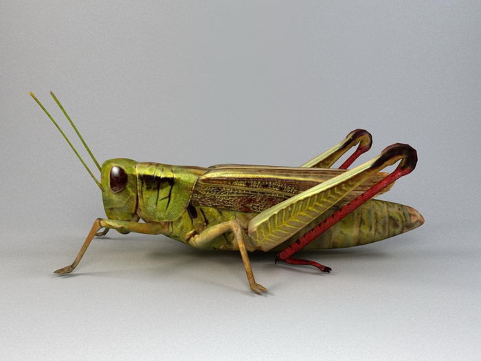 Lubber Grasshopper 3d rendering