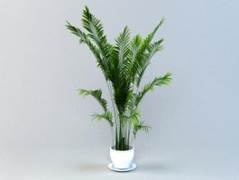 Areca Palm Potted Plant 3d preview