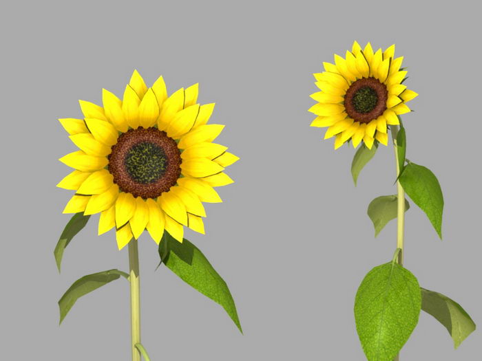Sunflowers Plant 3d rendering