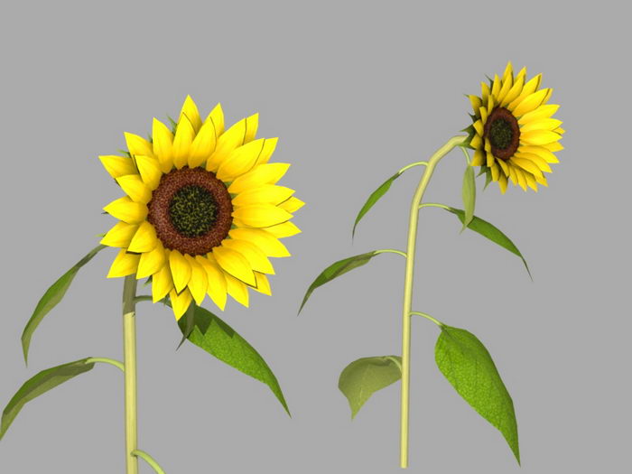 sunflower plants vs c4d free