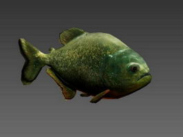 Piranha Fish Animated Rig 3d model preview