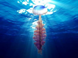 Ocean Jellyfish 3d model preview