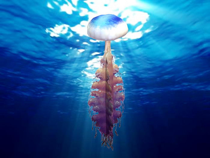 Ocean Jellyfish 3d rendering