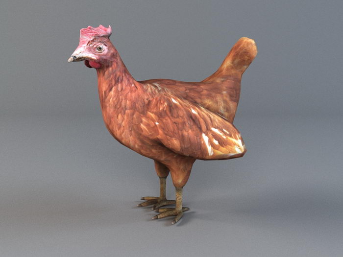 Red Hen Chicken 3d rendering