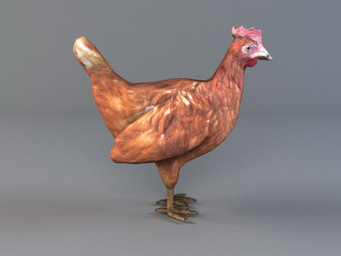 Red Hen Chicken 3d rendering