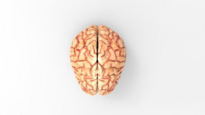 Human Brain 3d rendering