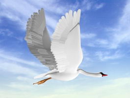 White Swan 3d model preview