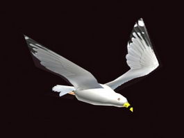 Animated Seagull Rig 3d model preview