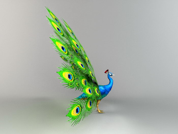 Peacock Displaying Feathers 3d model 3ds Max files free