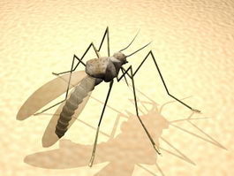 Mosquito Bites 3d model preview