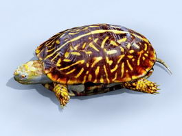 Box Turtle 3d preview