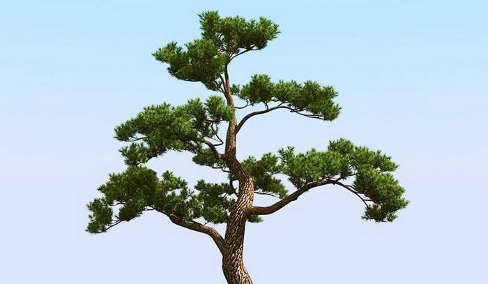 Japanese Pine Tree 3d rendering