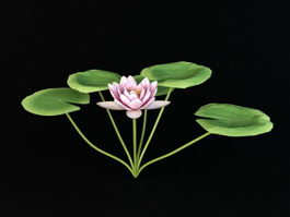 Nymphaeaceae Water Lily 3d preview