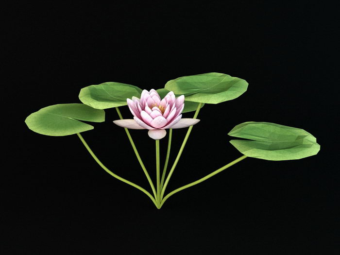 Nymphaeaceae Water Lily 3d rendering
